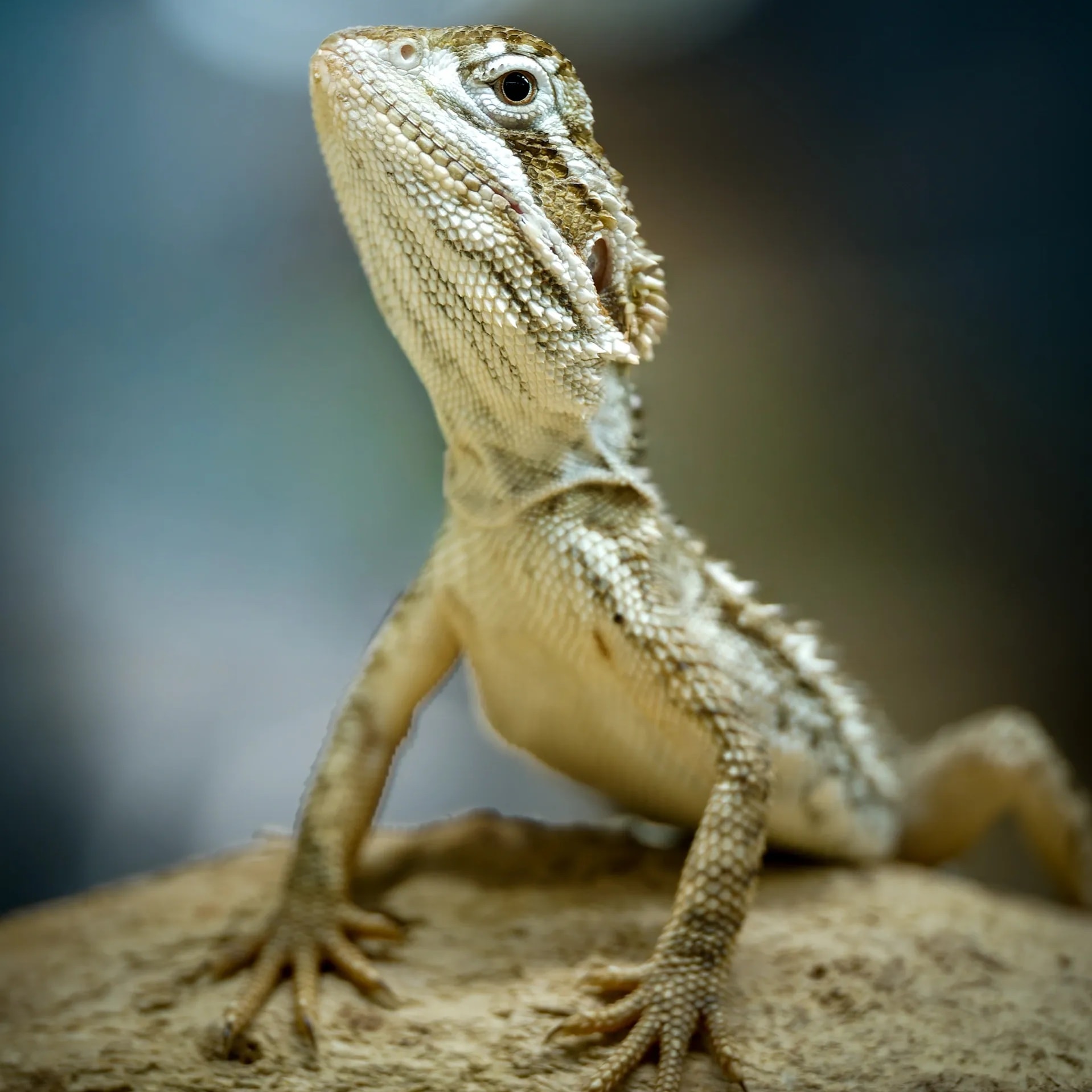 Spark, a Red sunburst bearded dragon