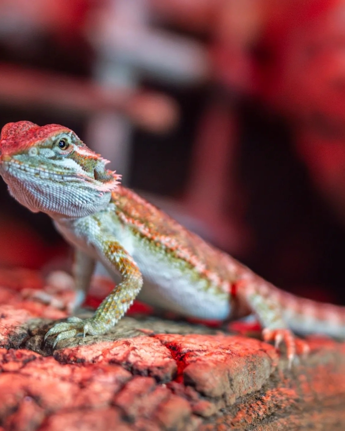 Ember, a Super red bearded dragon