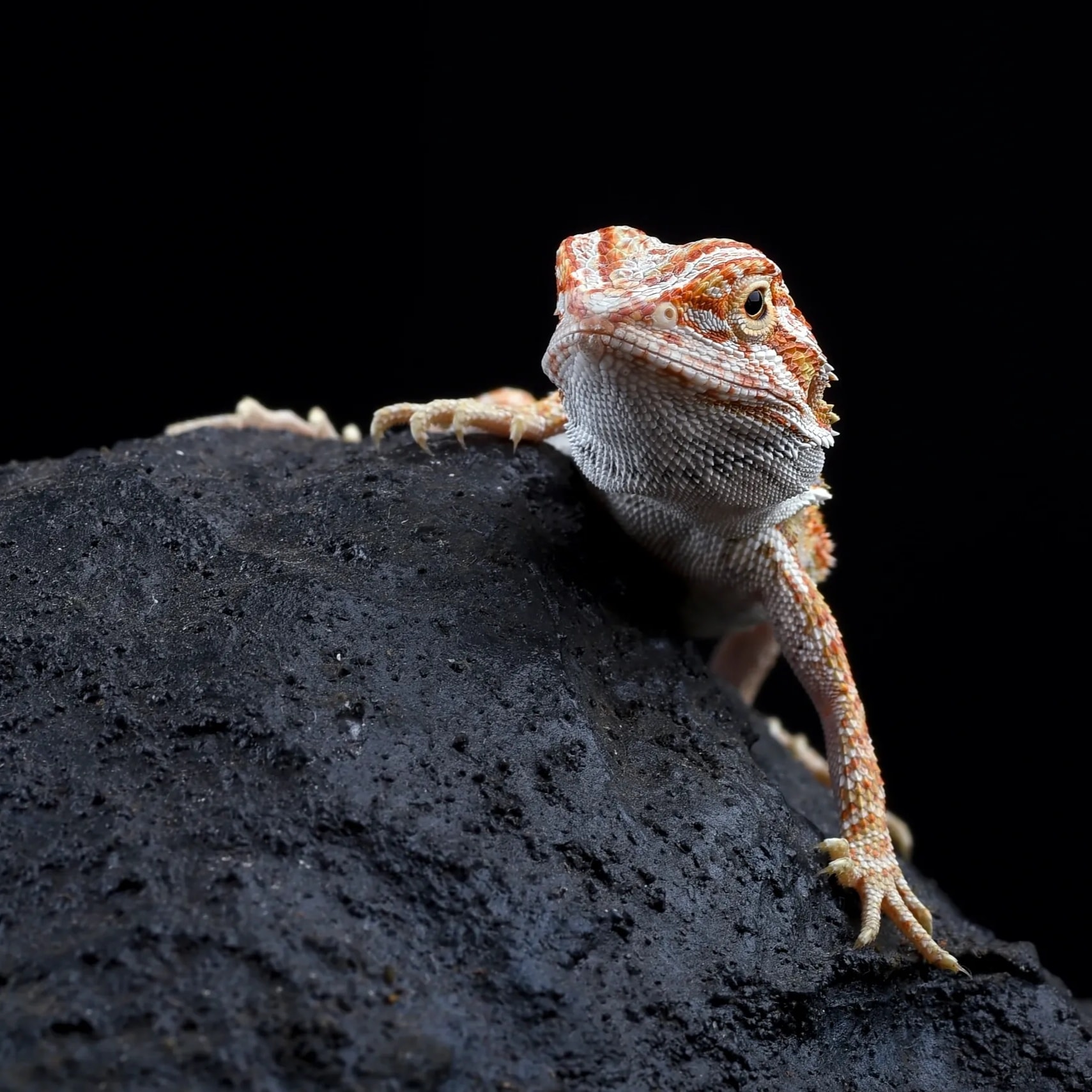 Cinder, a Hypo translucent bearded dragon